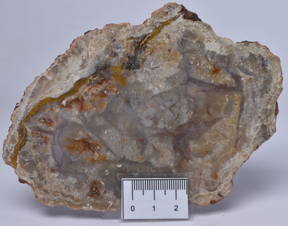 DINOSAUR POO, COPROLITE, SLICED AND POLISHED S688