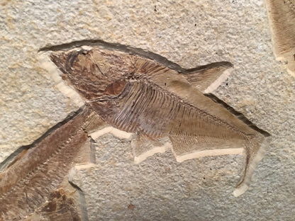 Fossil Fish