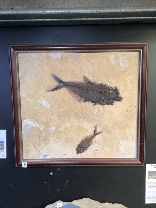 Fossil Fish Diplomystus and Knightia