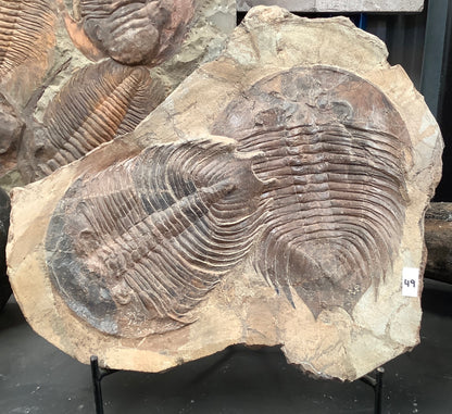 Trilobite Fossil