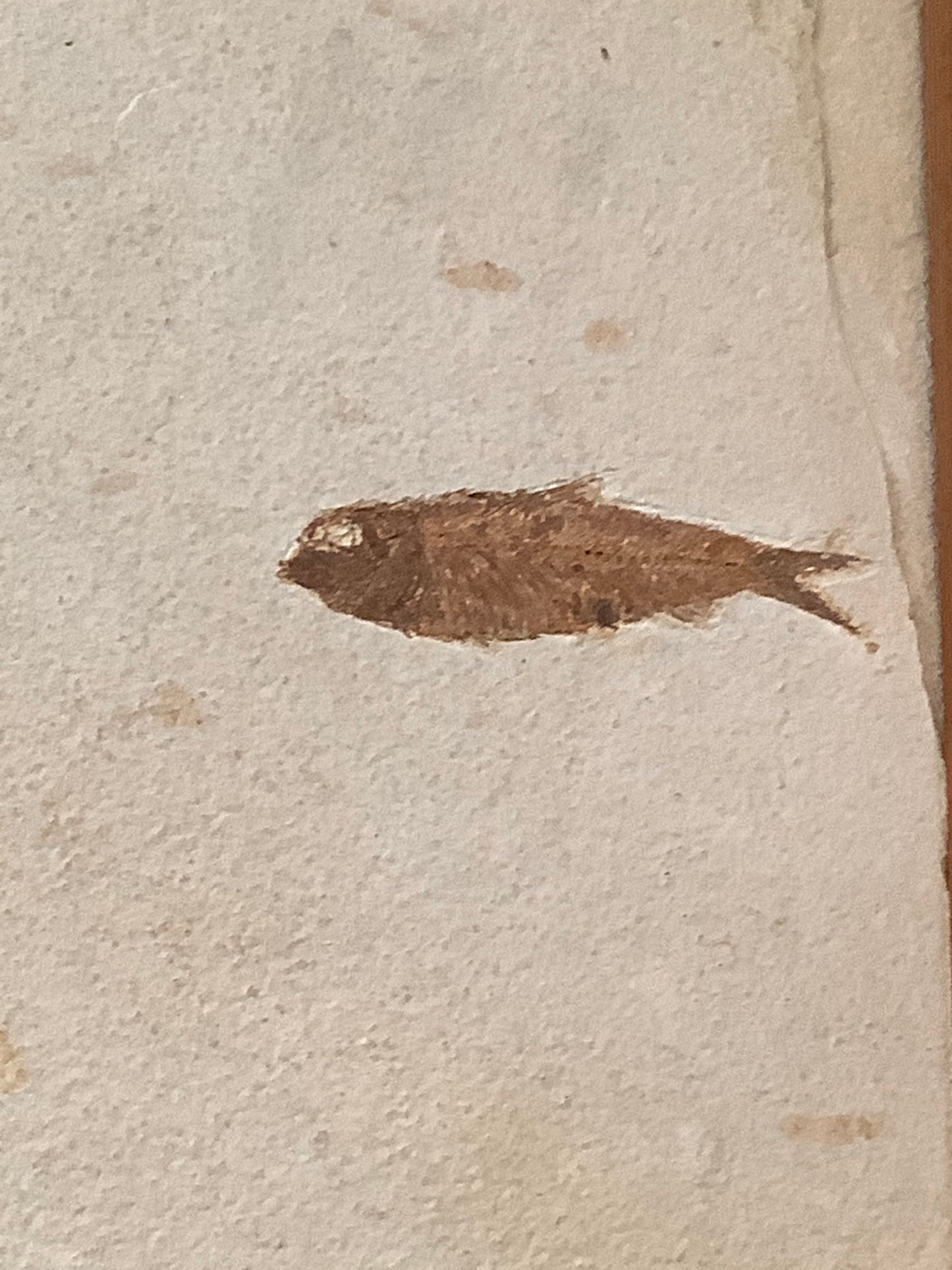 Fossil Fish