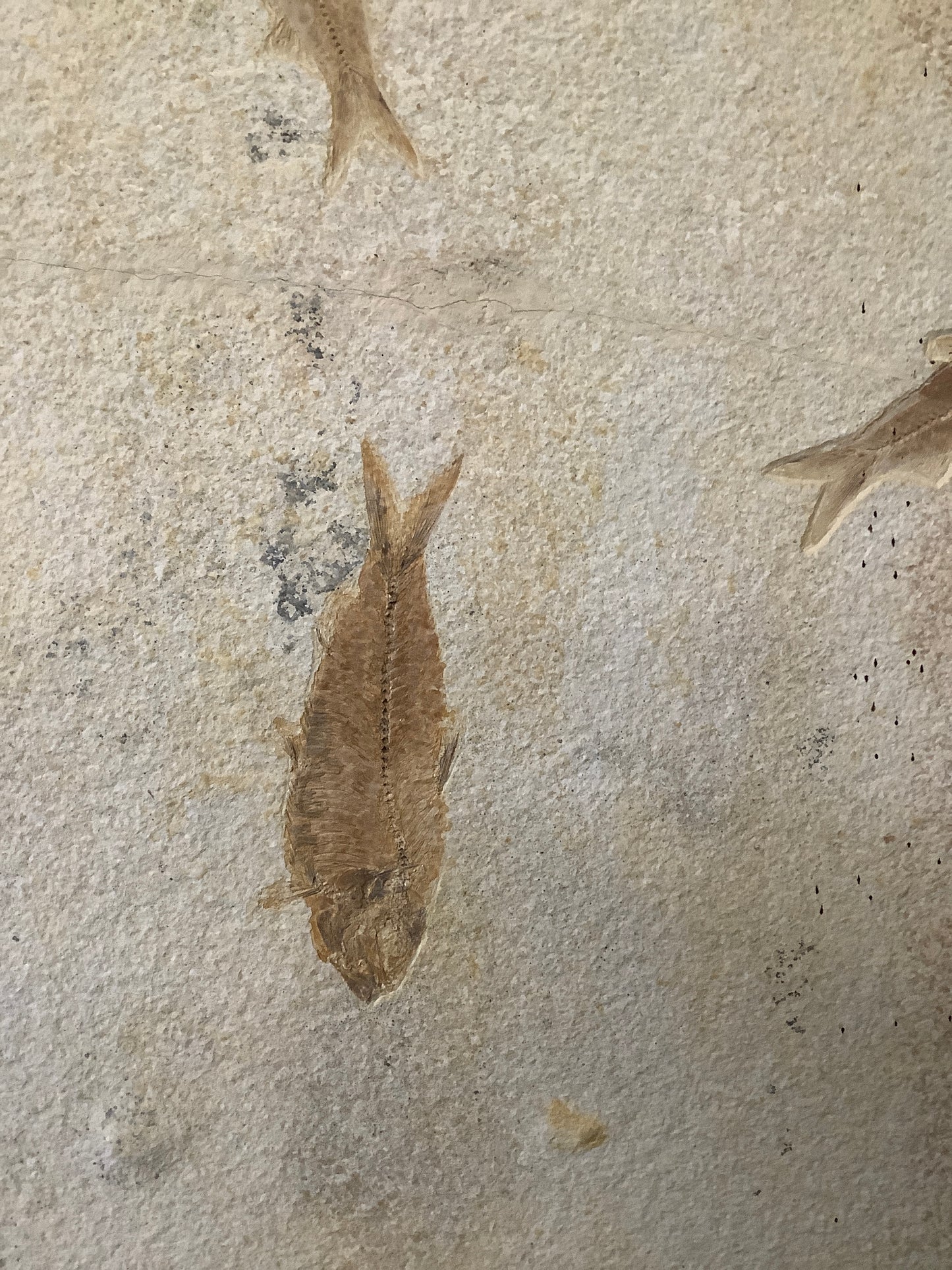 Fossil Fish