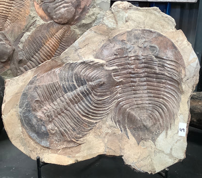 Trilobite Fossil