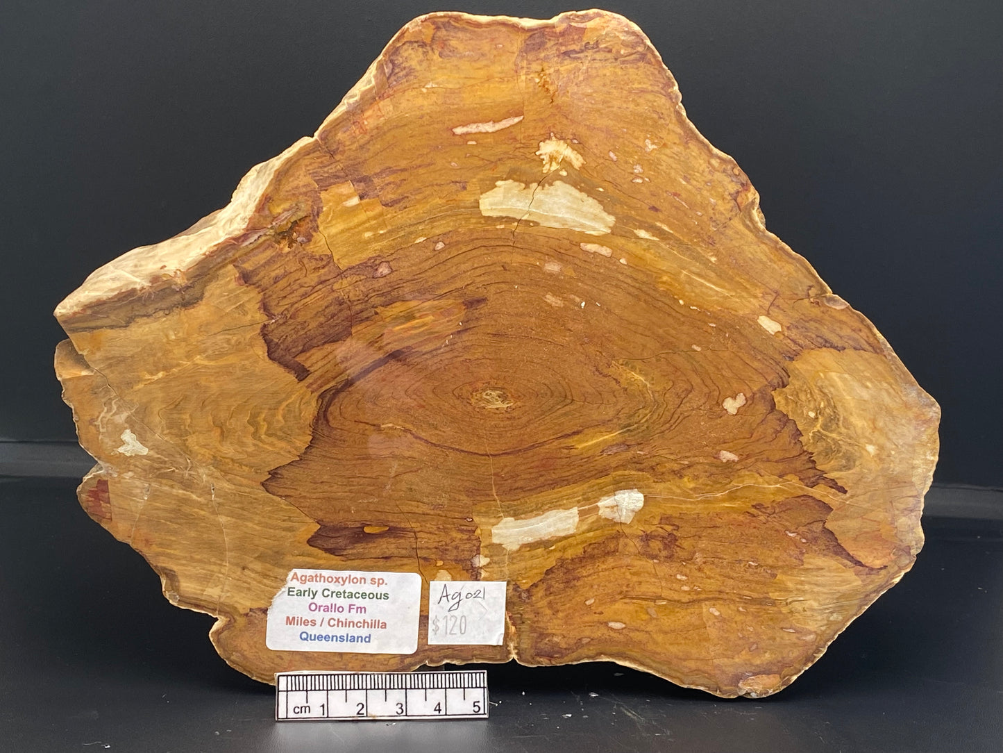 AGATHOXYLON WOOD, FOSSIL Slice, Early Cretaceous, 2.5kg Miles Queensland Australia (AG021)