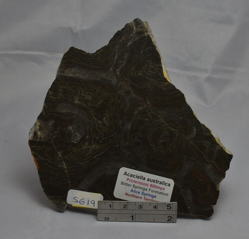 MICROBIALITE or  STROMATOLITE  ACACIELLA AUSTRALICA Polished FOSSIL, (S619)