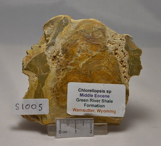 STROMATOLITE,MICROBIALITE,CHLORELLOPSIS FOSSIL, WYOMING USA (S1005)