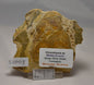 STROMATOLITE,MICROBIALITE,CHLORELLOPSIS FOSSIL, WYOMING USA (S1005)